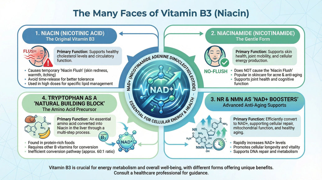 The Guide to Vitamin B3: Niacin and Its Different Forms