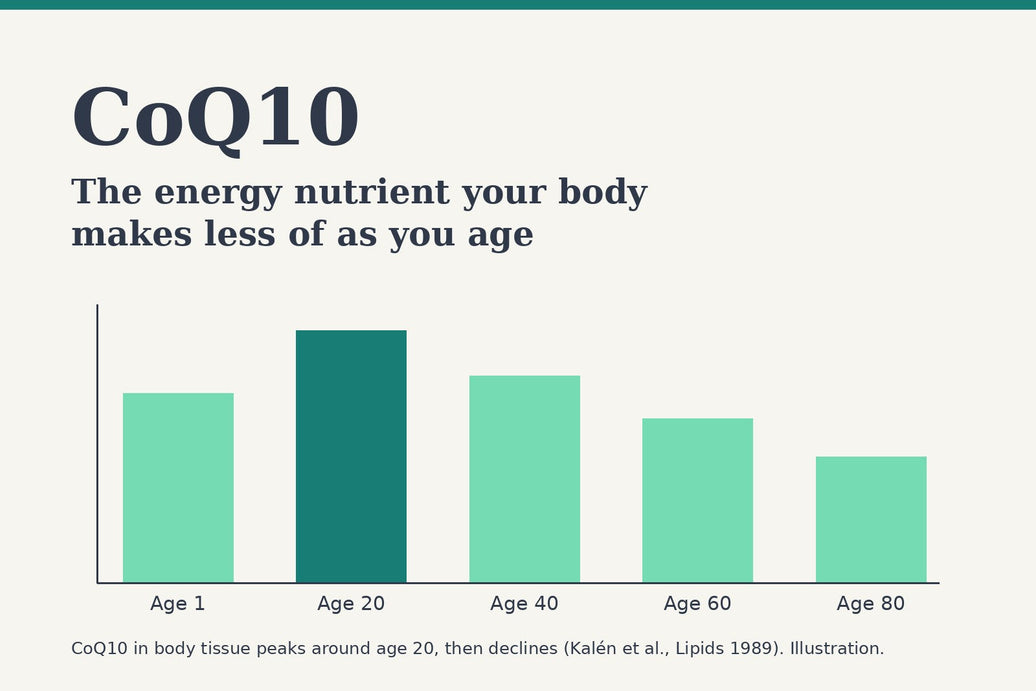 Chart showing CoQ10 in body tissue peaks around age 20 and declines with age